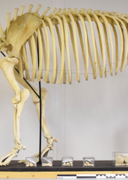 NOTRE TAPIR : SON HISTOIRE REFAIT SURFACE